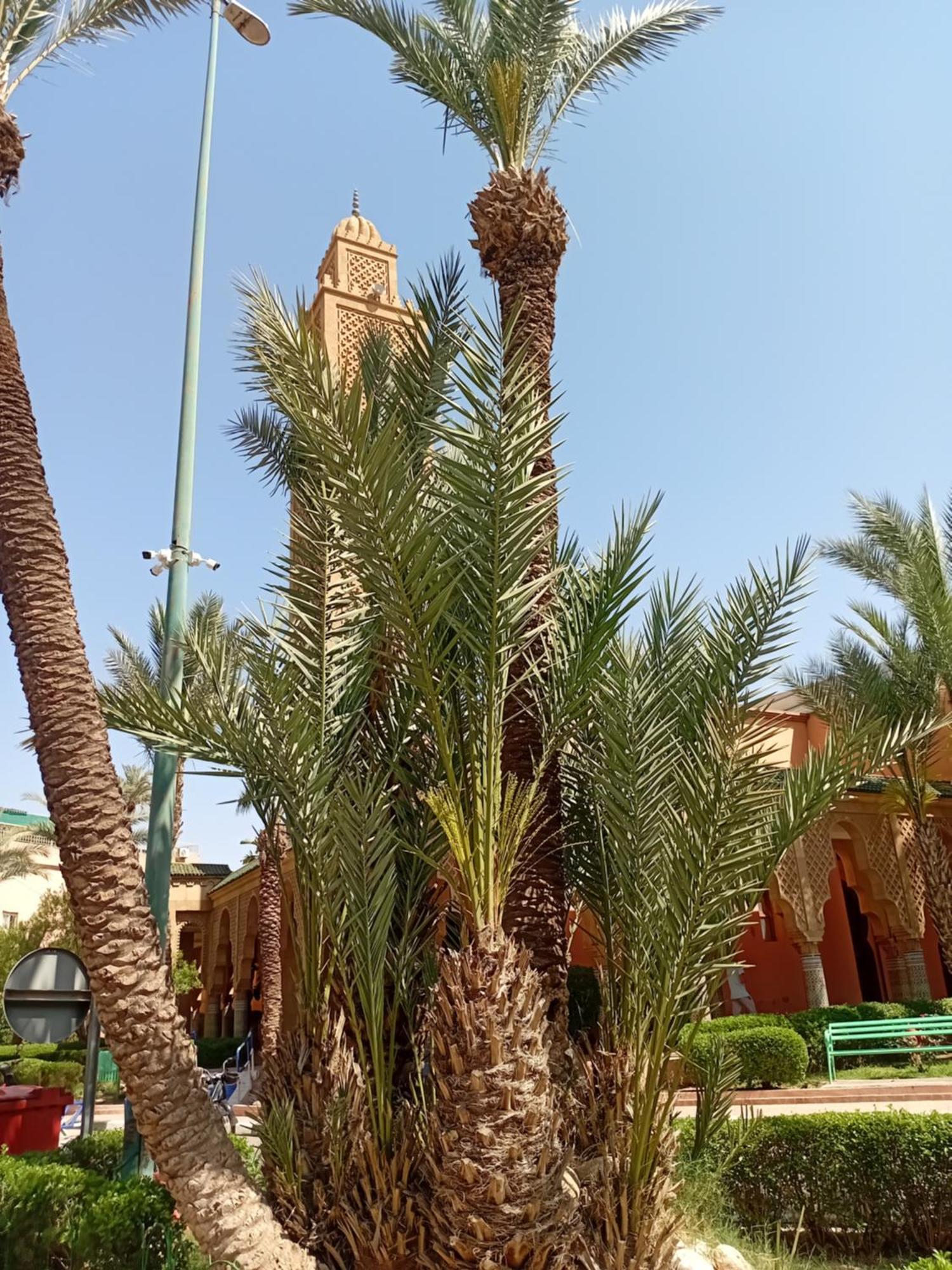 Riad Le Shams マラケシュ エクステリア 写真
